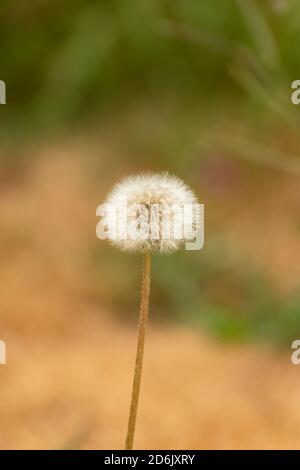 Löwenzahn Blume, schöner Hintergrund Stockfoto