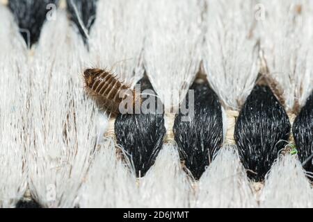 Museum Käfer Larve drinnen auf einem Teppich Stockfoto