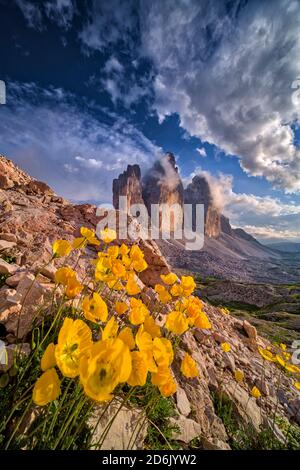 Gelbe Alpenmohn (Papaver rhaeticum) blüht, die Nordwände der Berggruppe Tre Cime di Lavaredo in der Ferne. Stockfoto