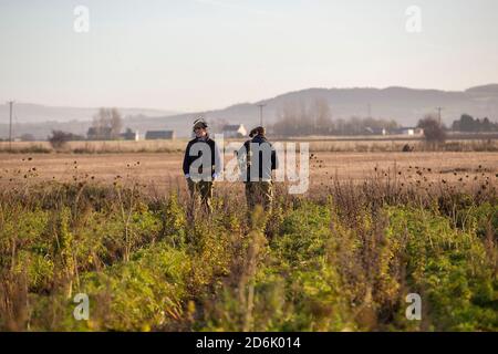 Schießen aus einer Deckfrucht während eines Fasanenschießers in Lancashire, England Stockfoto