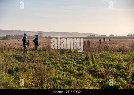 Schießen aus einer Deckfrucht während eines Fasanenschießers in Lancashire, England Stockfoto