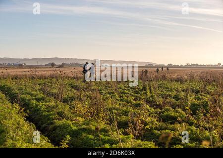 Schießen aus einer Deckfrucht während eines Fasanenschießers in Lancashire, England Stockfoto