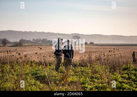 Schießen aus einer Deckfrucht während eines Fasanenschießers in Lancashire, England Stockfoto