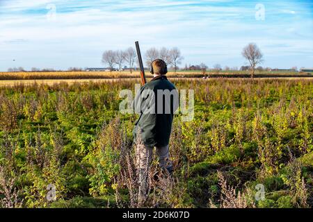 Schießen aus einer Deckfrucht während eines Fasanenschießers in Lancashire, England Stockfoto