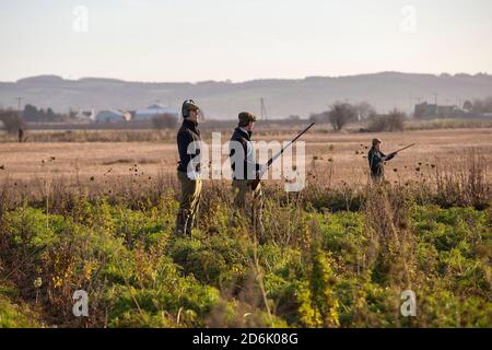 Schießen aus einer Deckfrucht während eines Fasanenschießers in Lancashire, England Stockfoto