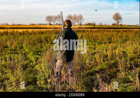 Schießen aus einer Deckfrucht während eines Fasanenschießers in Lancashire, England Stockfoto