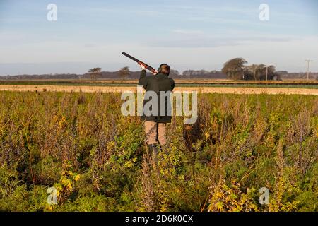 Schießen aus einer Deckfrucht auf einem angetriebenen Fasanenschießen in Lancashire, England Stockfoto