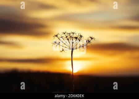 Große Silhouette einer trockenen Pflanze, die vor einem Sonnenuntergang heut. Stockfoto