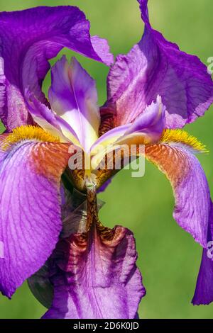 Purple Bearded Iris Mulberry Rose schöne Blume Nahaufnahme Stockfoto