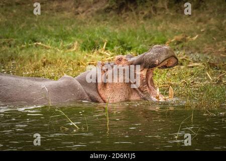 Der gemeine Nilpferd (Hippopotamus amphibius), der seinen großen Mund öffnet, Queen Elizabeth National Park, Uganda. Stockfoto