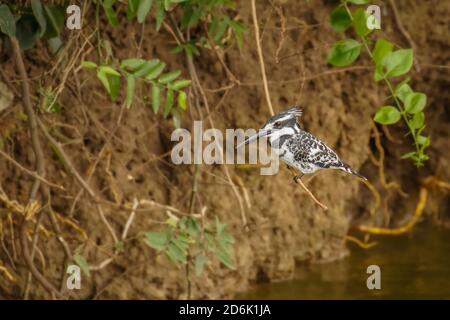 Ein männlicher Pied Kingfisher (Ceryle rudis) sitzt auf einem Zweig, Queen Elizabeth National Park, Uganda. Stockfoto