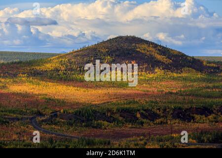 Helle niedrige Hügel in der Tundra, bedeckt mit Gras und bunten Bäumen. Russische Tundra Stockfoto