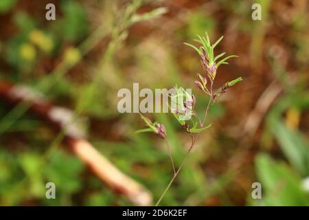 Junge Triebe von POA bulbosa, bauchiges Wiesengras, das aus dem Dorn wächst. Stockfoto