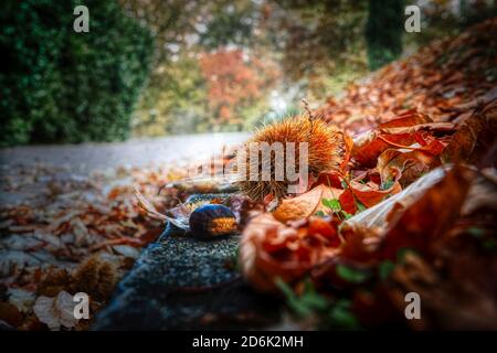 Kastanie mit Igel auf der Straße im Wald, Herbstsaison Stockfoto