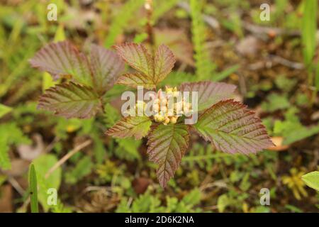 Rubus saxatilis, die arktische Bramble, mit unreifen Früchten. Stockfoto
