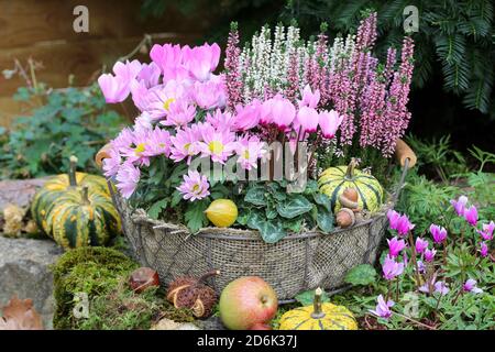 Rosa Chrysantheme und Heidekraut Blume im Korb im Herbstgarten Stockfoto