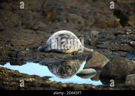 Ein drei Wochen alter Graurobben-Welpen spiegelte sich in einem Meerwasserpool wider. Sein Fell verwandelt sich von flauschig weiß zu grau und wasserdicht, bevor es für sich selbst schützt. Stockfoto
