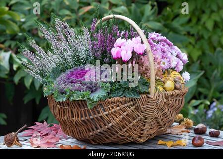 Rosa und lila Herbstblumen im Korb als Gartendekoration Stockfoto