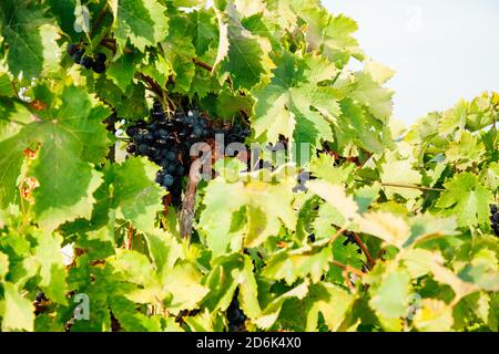 Reife Trauben im Weinberg vor der Ernte Wein Stockfoto