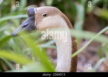 Porträt einer Schwanengans (Anser cygnoides), auch bekannt als chinesische Gans Stockfoto