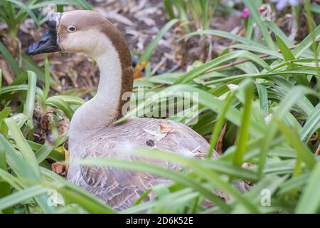 Porträt einer Schwanengans (Anser cygnoides), auch bekannt als chinesische Gans Stockfoto