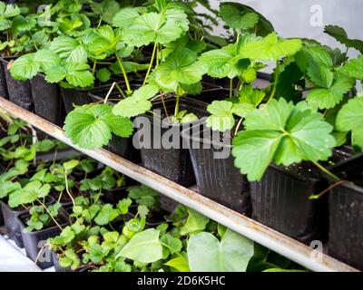Kunststoffbehälter mit Sämlingen von jungen Erdbeeren Stockfoto