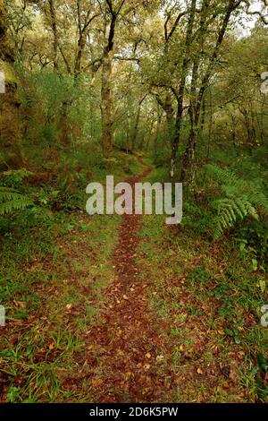 Shot of a tiny river in an autumn  forest Stockfoto