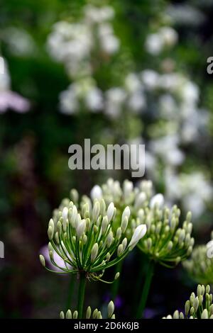 agapanthus Blütenknospen, nillilie, weiß, Blume, Blumen, Blüte, Mischung, gemischt, Bett, Grenze, mehrjährige, Cottage Garden, RM Floral Stockfoto