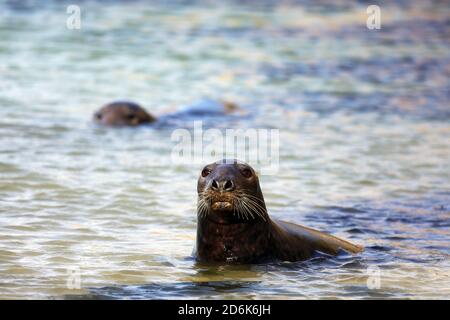 Graue Dichtungen im Flachwasser im Westen Schottlands Stockfoto