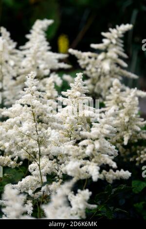 Astilbe chinensis, falsche goatsbeard, Holz, Wald, Schatten, Schatten, Schatten, mehrjährig, Stauden, Pflanzen Porträts, weiß Rispe, Blumen, RM Floral Stockfoto