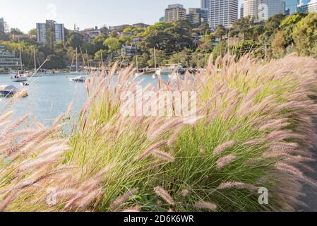 Eine niedrige Hecke von Nafray (Pennisetum alopecuroides) grenzt an einen Pfad in der Nachmittagssonne an Lavender Bay im Sydney Harbour, New South Wales, Australien Stockfoto