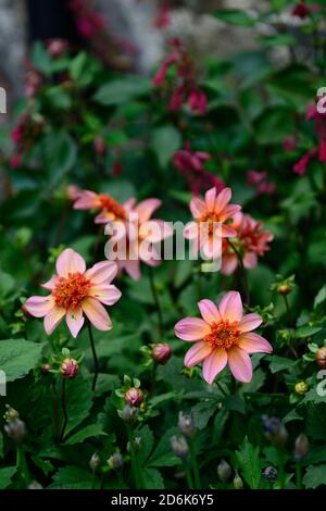 dahlien völlig Mandarine, Dahlien, Orange, Blume, Blumen, Blüte, mehrjährige, Stauden, blasse orange rosa Glühen, Anemone blühte Dahlie, RM Floral Stockfoto