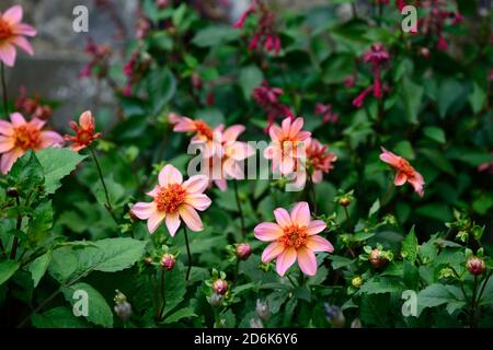 dahlien völlig Mandarine, Dahlien, Orange, Blume, Blumen, Blüte, mehrjährige, Stauden, blasse orange rosa Glühen, Anemone blühte Dahlie, RM Floral Stockfoto