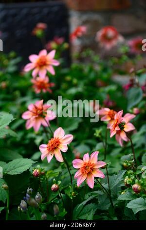 dahlien völlig Mandarine, Dahlien, Orange, Blume, Blumen, Blüte, mehrjährige, Stauden, blasse orange rosa Glühen, Anemone blühte Dahlie, RM Floral Stockfoto