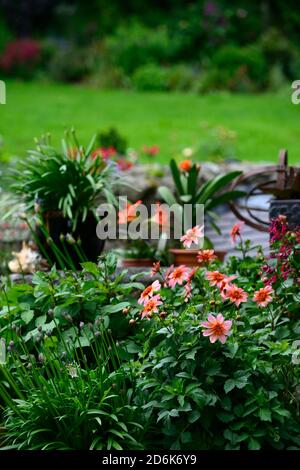 dahlien völlig Mandarine, Dahlien, Orange, Blume, Blumen, Blüte, mehrjährige, Stauden, blasse orange rosa Glühen, Anemone blühte Dahlie, RM Floral Stockfoto