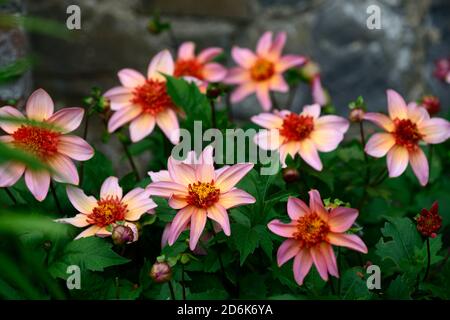 dahlien völlig Mandarine, Dahlien, Orange, Blume, Blumen, Blüte, mehrjährige, Stauden, blasse orange rosa Glühen, Anemone blühte Dahlie, RM Floral Stockfoto