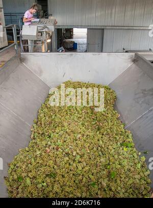 Lenswood, South Australia / Australien: Eine Arbeiterin betreibt in den Adelaide Hills einen modernen Brecher, gefüllt mit Weißweintrauben Stockfoto