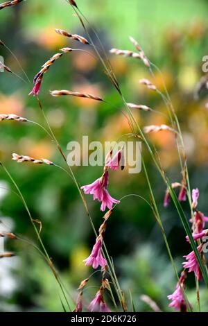 Dierama igneum, pink Coral Blumen, Stauden, Bogenschiessen, Dangling, hängend, glockenförmigen Blüten, Engel Angelruten, Stauden, Stauden, RM Floral Stockfoto