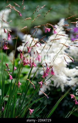 Dierama igneum, pink Coral Blumen, Stauden, Bogenschiessen, Dangling, hängend, glockenförmigen Blüten, Engel Angelruten, Stauden, Stauden, RM Floral Stockfoto