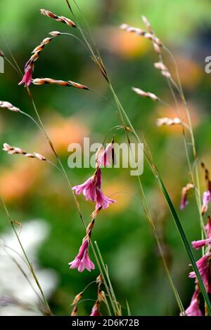 Dierama igneum, pink Coral Blumen, Stauden, Bogenschiessen, Dangling, hängend, glockenförmigen Blüten, Engel Angelruten, Stauden, Stauden, RM Floral Stockfoto