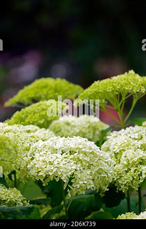 Hydrangea arborescens Annabelle, weiß, Blume, Blumen, Blüte, flowerhead, mehrjährige, krautige, RM Floral Stockfoto