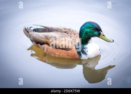 Eine Stockente (A. platyrhynchos) schwimmt auf einem Teich in North Carolina, USA Stockfoto