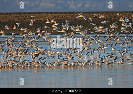 MÖWEN (hauptsächlich Schwarzkopfmöwen) versammeln sich, um auf einem Stausee im Winter, Großbritannien, zu brüten. Stockfoto