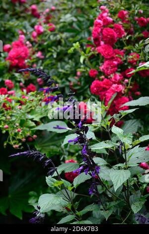 Salvia Amistad, Lila, Salbei, Weisen, Blume, Blumen, Blüten, zart, mehrjährig, Bett, Grenze, Display, Sommer, RM Floral Stockfoto