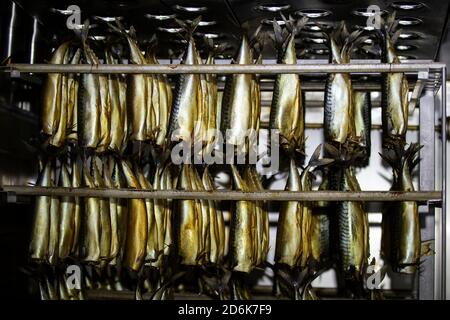 Industrielles Rauchen von Fischen. Makrele in einem Räucherofen. Stockfoto