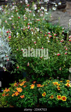 salvia heiße Lippen, rosa weiße Blumen, Blüte, Sanvitalia Bettwäsche Pflanzen, Display, Displays, gemischte Pflanzung Schema, RM Floral Stockfoto