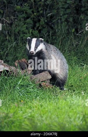 DACHS (Meles meles) auf seinen Hinterbeinen stehend mit seinen Vorderpfoten auf einem Baumstamm, Schottland, Großbritannien. Stockfoto