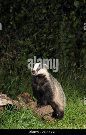 DACHS (Meles meles) auf seinen Hinterbeinen stehend mit seinen Vorderpfoten auf einem Baumstamm, Schottland, Großbritannien. Stockfoto