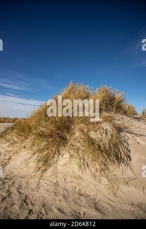 Dünenlandschaft Grenen, Dänemark Stockfoto