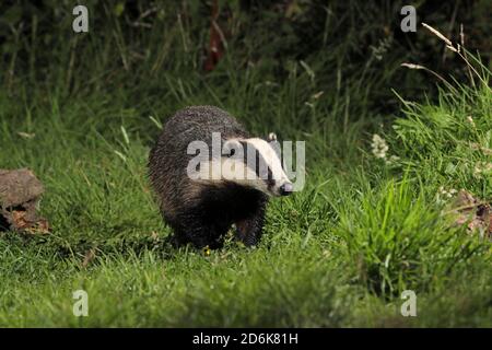 DACHS (Meles meles) Walking, Schottland, Großbritannien. Stockfoto